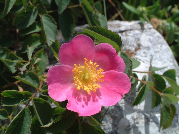rose selvatiche